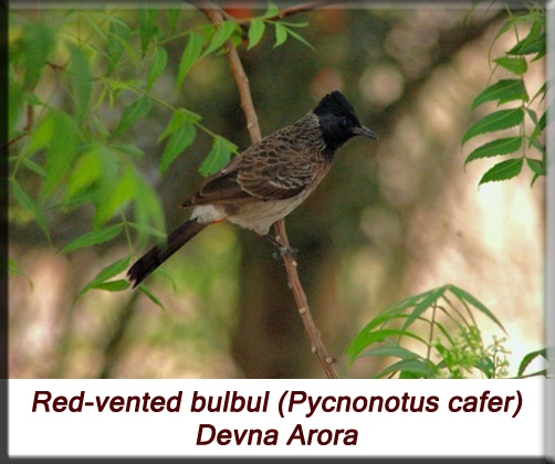 Devna Arora - Red-vented bulbul